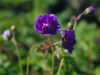 Bodziszek Geranium himalayense 'Plenum' 'Birch Double'